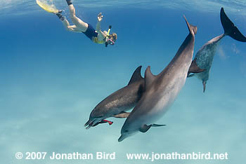 Atlantic Spotted Dolphin [Stenella frontalis]