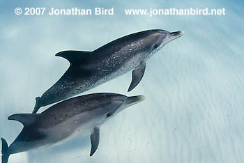 Atlantic Spotted Dolphin [Stenella frontalis]