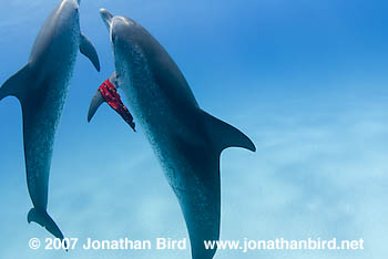 Atlantic Spotted Dolphin [Stenella frontalis]