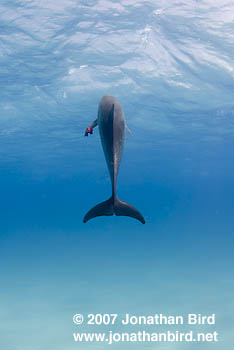 Atlantic Spotted Dolphin [Stenella frontalis]