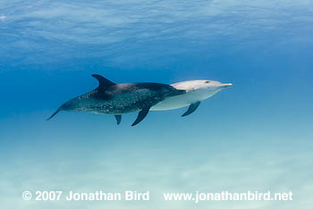 Atlantic Spotted Dolphin [Stenella frontalis]