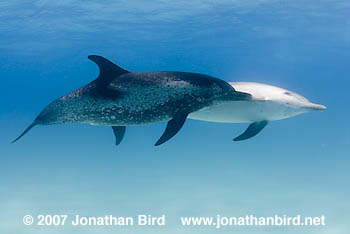 Atlantic Spotted Dolphin [Stenella frontalis]