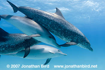 Atlantic Spotted Dolphin [Stenella frontalis]