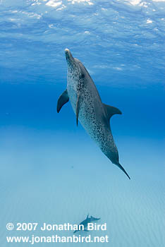 Atlantic Spotted Dolphin [Stenella frontalis]