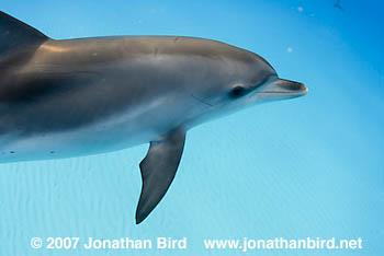 Atlantic Spotted Dolphin [Stenella frontalis]