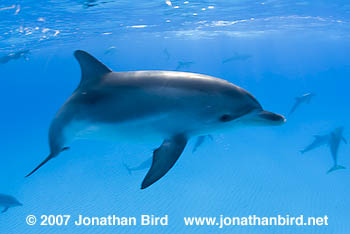 Atlantic Spotted Dolphin [Stenella frontalis]