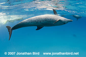 Atlantic Spotted Dolphin [Stenella frontalis]