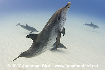 Atlantic Spotted Dolphin [Stenella frontalis]