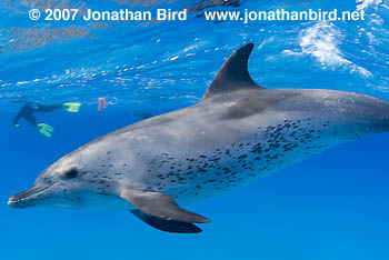 Atlantic Spotted Dolphin [Stenella frontalis]