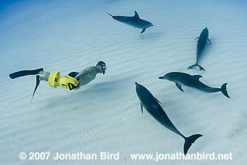 Atlantic Spotted Dolphin [Stenella frontalis]