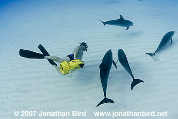 Atlantic Spotted Dolphin [Stenella frontalis]