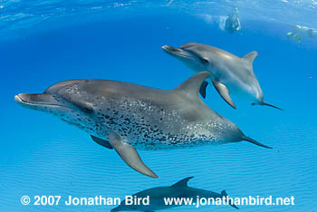 Atlantic Spotted Dolphin [Stenella frontalis]