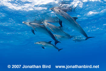 Atlantic Spotted Dolphin [Stenella frontalis]