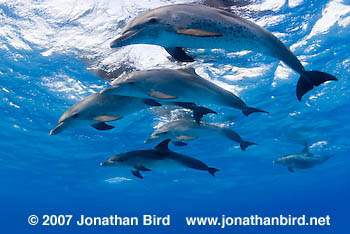 Atlantic Spotted Dolphin [Stenella frontalis]