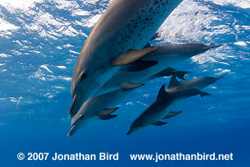 Atlantic Spotted Dolphin [Stenella frontalis]