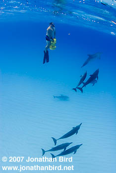 Atlantic Spotted Dolphin [Stenella frontalis]