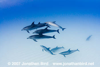 Atlantic Spotted Dolphin [Stenella frontalis]