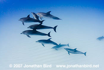 Atlantic Spotted Dolphin [Stenella frontalis]