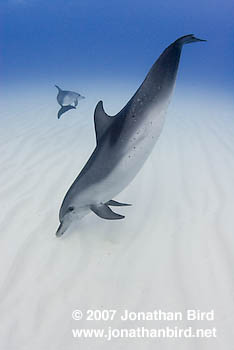 Atlantic Spotted Dolphin [Stenella frontalis]