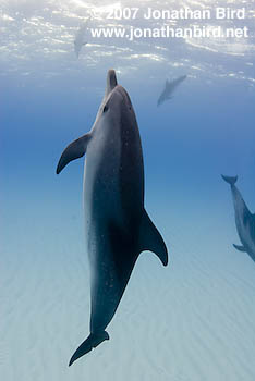 Atlantic Spotted Dolphin [Stenella frontalis]