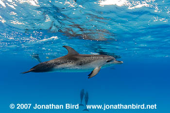 Atlantic Spotted Dolphin [Stenella frontalis]