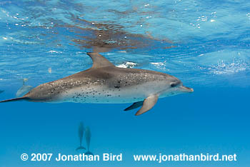 Atlantic Spotted Dolphin [Stenella frontalis]