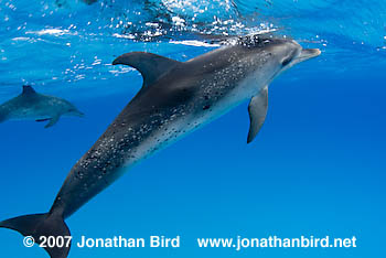 Atlantic Spotted Dolphin [Stenella frontalis]