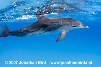 Atlantic Spotted Dolphin [Stenella frontalis]