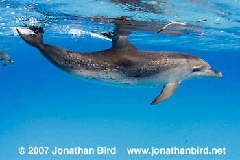 Atlantic Spotted Dolphin [Stenella frontalis]