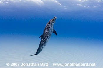 Atlantic Spotted Dolphin [Stenella frontalis]