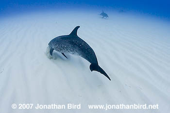 Atlantic Spotted Dolphin [Stenella frontalis]