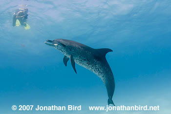 Atlantic Spotted Dolphin [Stenella frontalis]