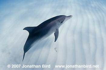 Atlantic Spotted Dolphin [Stenella frontalis]