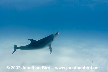 Atlantic Spotted Dolphin [Stenella frontalis]