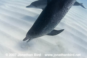 Atlantic Spotted Dolphin [Stenella frontalis]