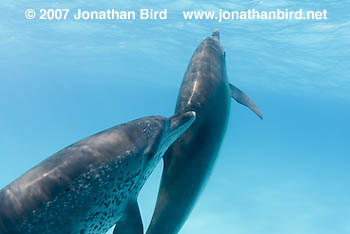 Atlantic Spotted Dolphin [Stenella frontalis]