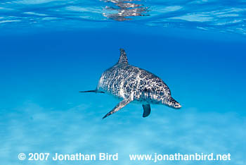 Atlantic Spotted Dolphin [Stenella frontalis]