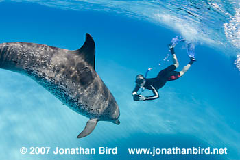 Atlantic Spotted Dolphin [Stenella frontalis]