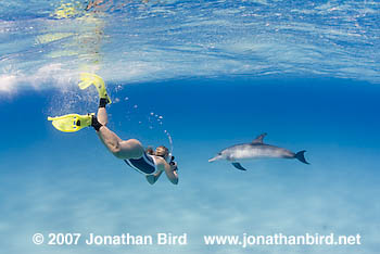 Atlantic Spotted Dolphin [Stenella frontalis]