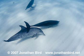 Atlantic Spotted Dolphin [Stenella frontalis]