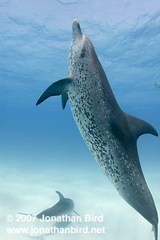 Atlantic Spotted Dolphin [Stenella frontalis]