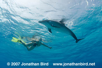 Atlantic Spotted Dolphin [Stenella frontalis]