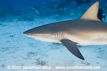 Caribbean Reef Shark [Carcharhinus perezi]