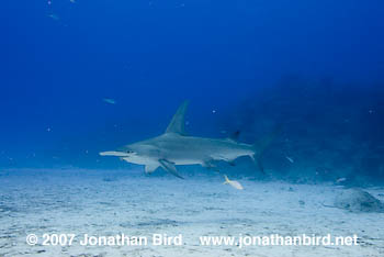 Great Hammerhead Shark [Sphyrna mokarran]