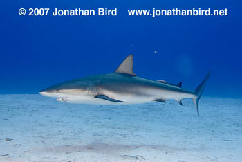 Caribbean Reef Shark [Carcharhinus perezi]