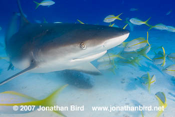 Caribbean Reef Shark [Carcharhinus perezi]