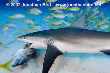 Caribbean Reef Shark [Carcharhinus perezi]