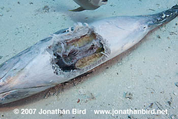 Caribbean Reef Shark [Carcharhinus perezi]