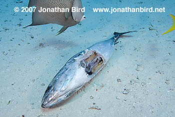 Caribbean Reef Shark [Carcharhinus perezi]