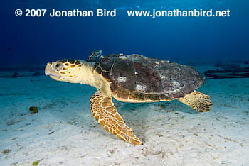 Loggerhead Sea turtle [Caretta caretta]